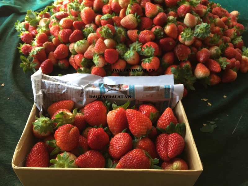 Top 9 đặc sản Đà Lạt nổi tiếng – Hương vị khó quên của thành phố ngàn hoa