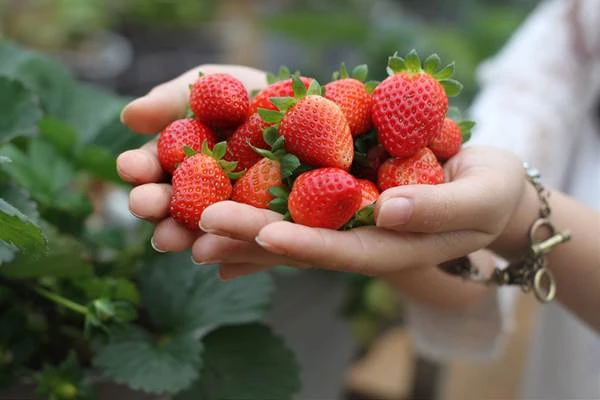 Top 9 đặc sản Đà Lạt nổi tiếng – Hương vị khó quên của thành phố ngàn hoa